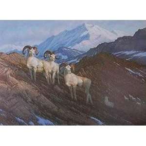  Michael Sieve   Alaskan Classic Dall Sheep
