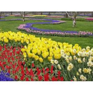  Tulips, Grape Hyacinth and Daffodils, Keukenhof Gardens 