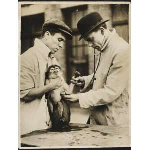  A Veterinary Surgeon and His Assistant Test a Monkeys 