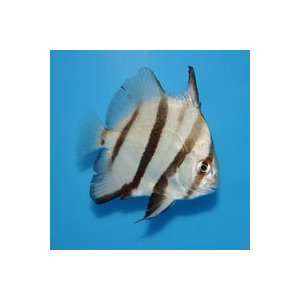    Chaetodipterus faber Atlantic Spadefish