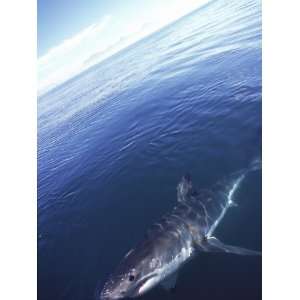 Great White Shark, Seal Island, South Africa, Atlantic Ocean Stretched 