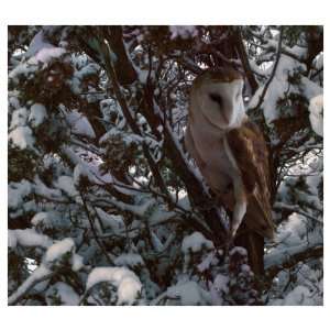   Snowy Owl Giclee Poster Print by Steve Hunziker, 45x40