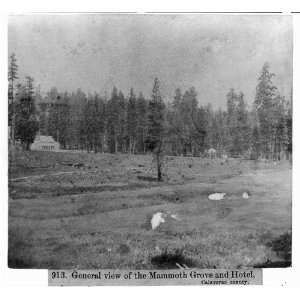   of the Mammoth Grove and Hotel, Calaveras County 1866