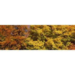  Autumnal Trees in a Park, Ludwigsburg Park, Ludwigsburg 