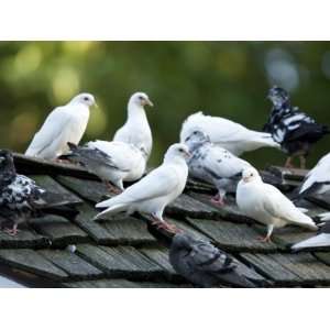  Domestic Pigeons Sit on a Roof Top, Omaha Zoo, Nebraska 