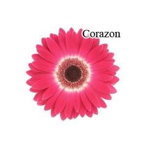  Corazon Pink Gerbera Daisies   72 Stems Arts, Crafts 