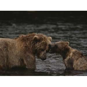 Two Grizzly Bears Tussle Playfully in the Shallows of Knight Inlet 