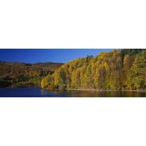Forest at the River Side, Highland Perthshire, Loch Faskally, Scotland 