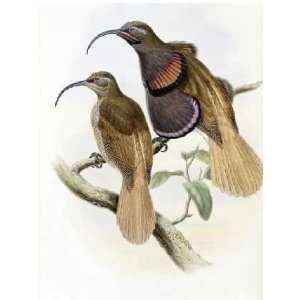  Bennetts Bird of Paradise by John Gould 12.13X16.00. Art 