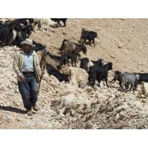  Shepherd with Goats, Jebel Makmel, Bcharre, Qadisha Valley 