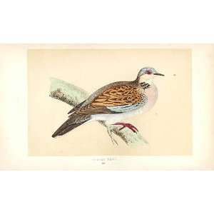 Turtle Dove British Birds 1St Ed Morris 1851 