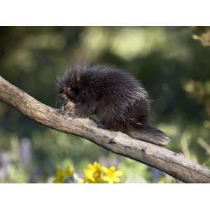 Baby Porcupine in Captivity, Animals of Montana, Bozeman, Montana, USA 