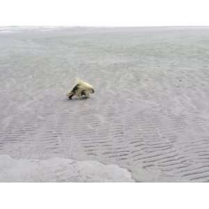 Porcupine Crosses the Sand and Mud Flats at Copenhagen Creek Animals 