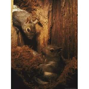  A Baby Eastern Gray Squirrel in its Nest National 