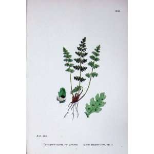  Botany Plants C1902 Alpine Bladder Fern Cystopteris