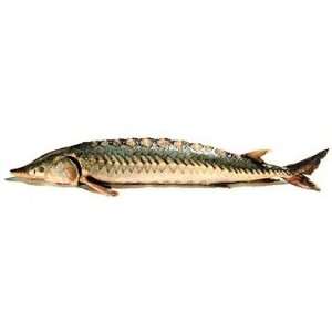 Queets River Sturgeon Fillet, (2lb Grocery & Gourmet Food