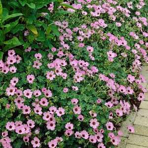  Geranium Ballerina