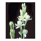 double tuberose  