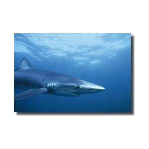  Blue Shark Rhode Island Giclee Print