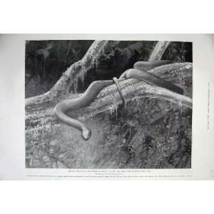  1899 Zoological Gardens Home Plumbeous Tree Snake