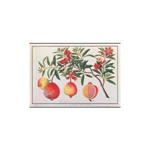  Pomegranate Poster Print