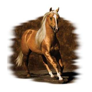 Golden Boy Palomino Horse Womans T Shirt   