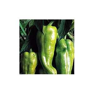  Sweet Acongagua Pepper 48 Plants   Apple/Sweet/Giant 