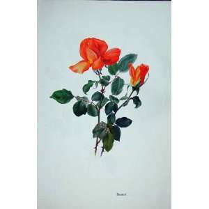  Beaute Rose By Lotte Gunhart 1965 Watercolour