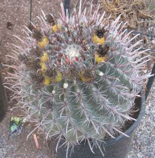 Ferocactus peninsulae Thick Central Spines LG 65  