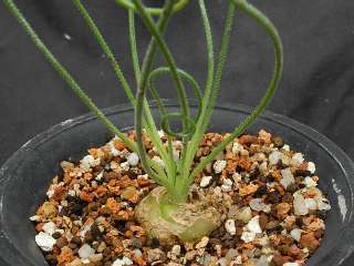 Albuca Spiralis / Astrophytum / Ariocarpus / Haworthia  