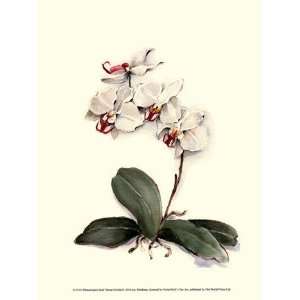  Phalaenopsis Red Throat Orchid Poster by Joy Waldman (9.50 