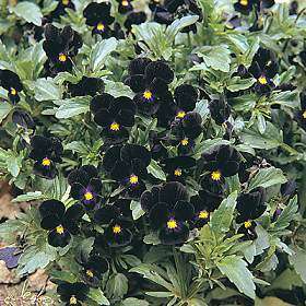 Bowles Black Viola 60 Seeds   GOTHIC  