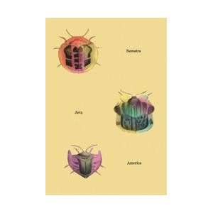  Beetles of Sumatra Java and America #2 20x30 poster