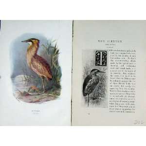  1901 Swaysland Wild Birds Bittern Thorburn Colour