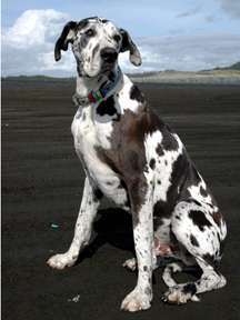 great dane