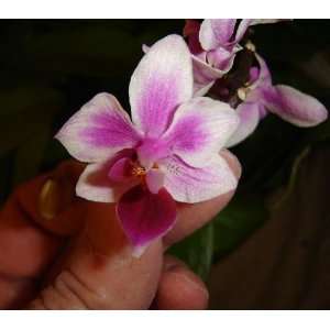   growing orchid great for beginners  Grocery & Gourmet Food
