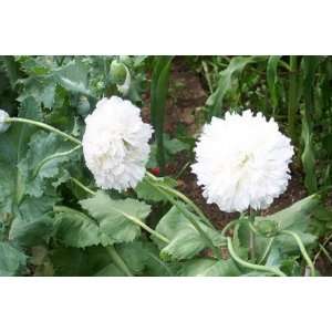  Poppy White Cloud Peony  25 Seeds Patio, Lawn & Garden