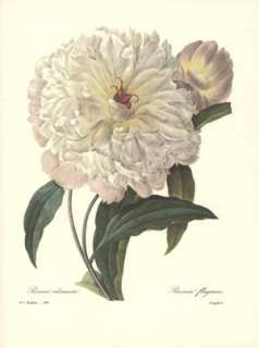 REDOUTE Botanical FRAGRANT PEONY Art VINTAGE Print #104  