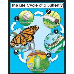  Chartlet The Life Cycle Butterfly
