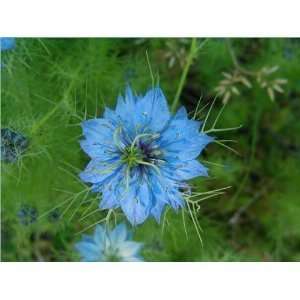   (Blue Flower) Nigella Damascena Flower Seeds Patio, Lawn & Garden