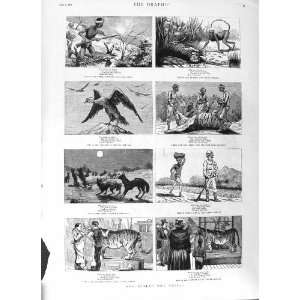   1881 TIGER HUNTING SPORT VULTURE MONKEY JACKAL ANIMALS
