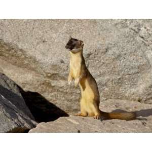  Stoat (Short Tailed Weasel) (Mustela Erminea), Mount Evans 