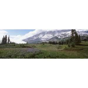  Mazama Ridge, Mt. Rainier National Park, Mt. Rainier 