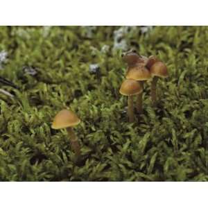  A Spring Peeper Frog (Hyla Crucifer) Clings to a Mushroom 