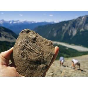 Fossil Found in the Shale at Burgess Shale in Yoho National Park 