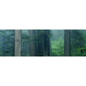  Trees in a Forest, Redwood National Park, California, USA 