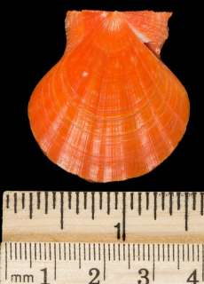 Pecten glaber Aurantius 39mm STUNNING PRECIOUS Italy Seashell  