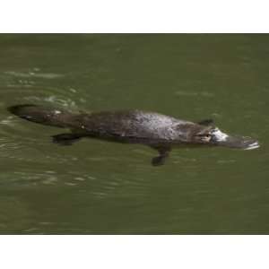  Duck Billed Platypus, Ornithorhynchus Anatinus, Swimming 