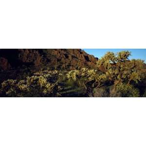  Chainfruit Cholla or Jumping Cholla, Opuntia Fulgida 