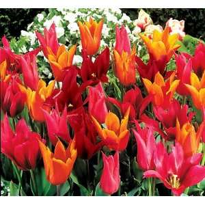  Tropical Punch Lily Flowered Tulips 16 Bulbs Patio, Lawn 